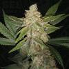 NEW - TH SEEDS - HAZANANA FEM - 2 SEMI