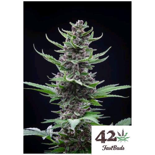 FAST BUDS - TROPICANA COOKIES AUTO - 2 SEEDS 