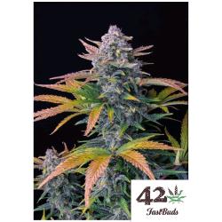 FAST BUDS - TROPICANA COOKIES AUTO - 2 SEEDS 
