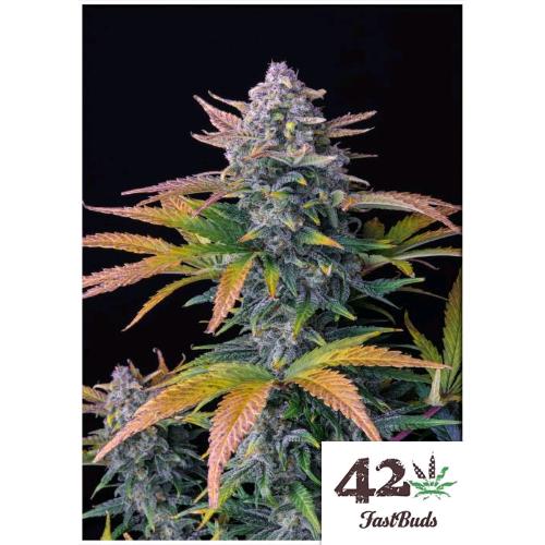 FAST BUDS - TROPICANA COOKIES AUTO - 2 SEEDS 