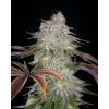 GREEN HOUSE - ALIENZ FEM - 1 SEME