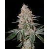 GREEN HOUSE - HIGHCLOUDZ FEM - 10 SEMI