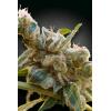 PARADISE SEEDS - CBDRELAX FEM - 10 SEMI