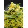 PARADISE SEEDS - CBDIVINE FEM- 5 SEMI
