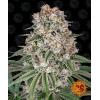 BARNEY'S FARM - TROPICANNA BANANA FEM - 3 SEEDS