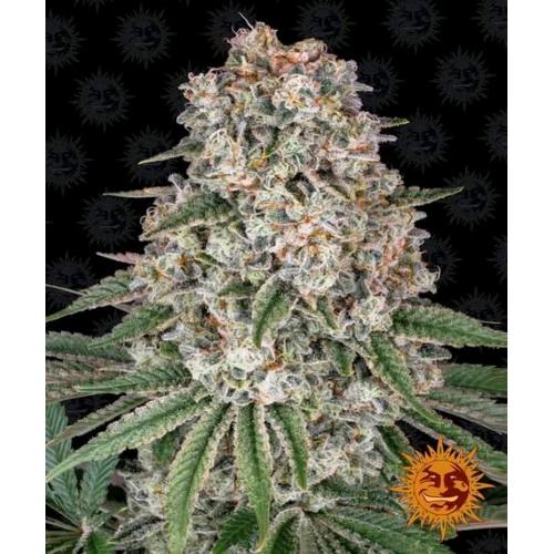 BARNEY'S FARM - TROPICANNA BANANA FEM - 5 SEEDS