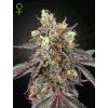 GREEN HOUSE - GELATO #41 X GELATO #41 AUTO - 3 SEMI