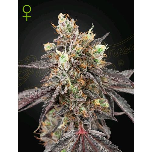 GREEN HOUSE - GELATO #41 X GELATO #41 AUTO - 5 SEMI