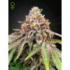 GREEN HOUSE - BLUE HAZE X GELATO #41 AUTO - 1 SEME