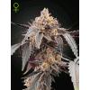 GREEN HOUSE - GUAVA X GELATO #41 AUTO - 10 SEEDS