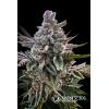 NEW - SILENT SEEDS - ACAI JELLY FEM BY SHERBINSKIS - 3 SEMI