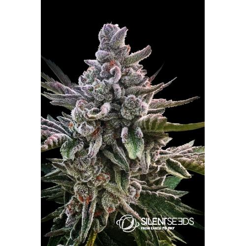 SILENT SEEDS - ACAI JELLY FEM - 5 SEMI