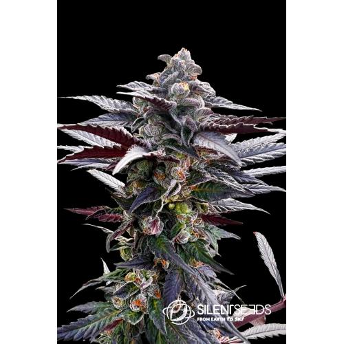 SILENT SEEDS - PINK SUNSET FEM - 3 SEEDS