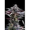 NEW - SILENT SEEDS - PINK SUNSET FEM BY SHERBINSKIS - 5 SEMI