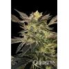 NEW - SILENT SEEDS - PINK SUNSET AUTO BY SHERBINSKIS - 3 SEMI