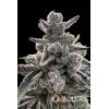 SILENT SEEDS - POLAR GELATO FEM - 10 SEMI