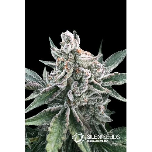 SILENT SEEDS - POLAR GELATO AUTO  - 10 SEEDS