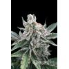 NEW - SILENT SEEDS - POLAR GELATO AUTO BY SHERBINSKIS - 3 SEMI