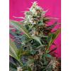 SWEET SEEDS - BIG DEVIL XL AUTO - 3+1 SEEDS