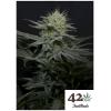 NEW - FAST BUDS - GG4 SHERBET FF FEM - 1 SEME
