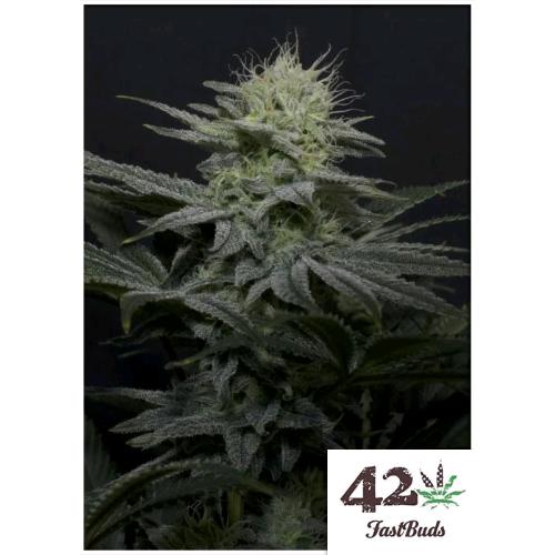 FAST BUDS - GG4 SHERBET FF FEM - 10 SEMI