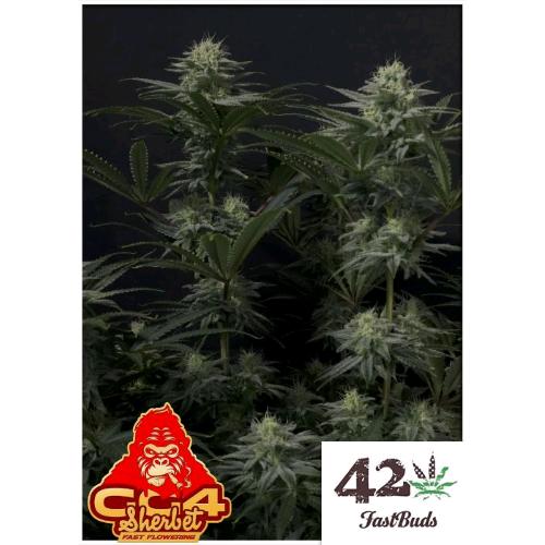 FAST BUDS - GG4 SHERBET FF FEM - 10 SEMI
