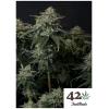 NEW - FAST BUDS - GORILLA COOKIES FF FEM - 1 SEME 