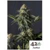 NEW - FAST BUDS - ORANGE SHERBET FF FEM - 1 SEME
