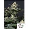 NEW - FAST BUDS - PURPLE LEMONADE FF FEM - 1 SEME