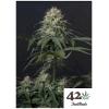 FAST BUDS - TROPICANA COOKIES FF FEM - 3 SEMI 