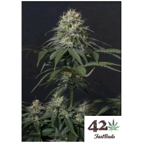 FAST BUDS - TROPICANA COOKIES FF FEM - 10 SEEDS