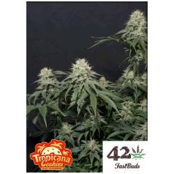 FAST BUDS - TROPICANA COOKIES FF FEM - 10 SEEDS