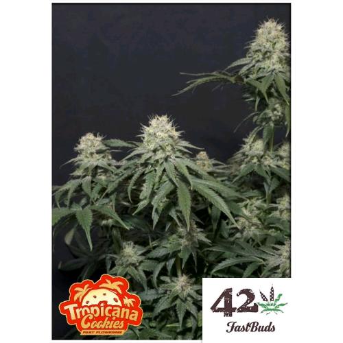 FAST BUDS - TROPICANA COOKIES FF FEM - 10 SEEDS