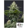 FAST BUDS - WEDDING CHEESECAKE FF FEM - 3 SEMI