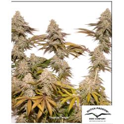 DUTCH PASSION - TROPICAL TANGIE FEM - 3 SEEDS