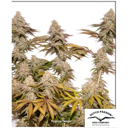DUTCH PASSION - TROPICAL TANGIE FEM - 3 SEEDS