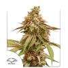 DUTCH PASSION - TROPICAL TANGIE FEM - 3 SEMI