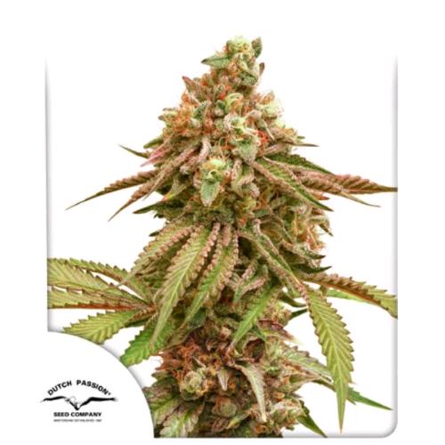 DUTCH PASSION - TROPICAL TANGIE FEM - 3 SEEDS