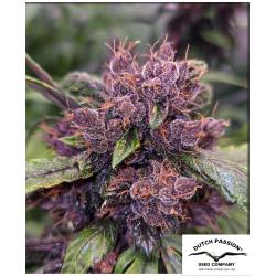 DUTCH PASSION - FORBIDDEN CHERRY AUTO - 7 SEMI 