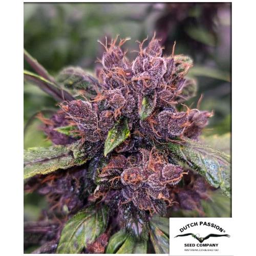 DUTCH PASSION - FORBIDDEN CHERRY AUTO - 7 SEMI 