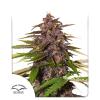 DUTCH PASSION - FORBIDDEN CHERRY AUTO - 3 SEEDS
