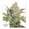 DUTCH PASSION - LEMON KIX AUTO - 3 SEEDS
