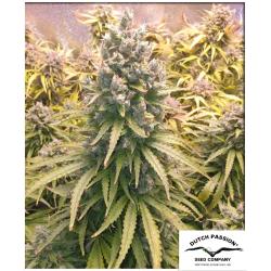 DUTCH PASSION - LEMON KIX AUTO - 100 SEMI