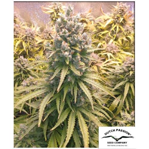 DUTCH PASSION - LEMON KIX AUTO - 100 SEMI