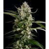 NEW - SERIOUS SEEDS - SERIOSA FEM - 6 SEMI
