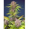 NEW - SWEET SEEDS - MIMOSA BRUCE BANNER XL AUTO - 25 SEMI