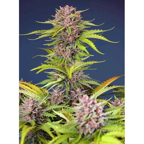 SWEET SEEDS - MIMOSA BRUCE BANNER XL AUTO - 3+1 SEEDS