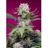 NEW - SWEET SEEDS - SWEET MANDARINE ZKITTLEZ XL AUTO - 3+1 SEMI