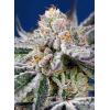 NEW - SWEET SEEDS - ORANGE APRICOT GLUE XL AUTO - 25 SEMI