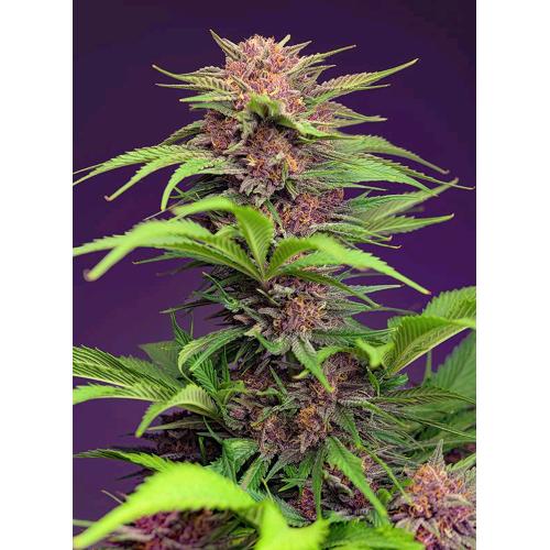 SWEET SEEDS - RED MIMOSA XL AUTO - BULK 500 SEMI